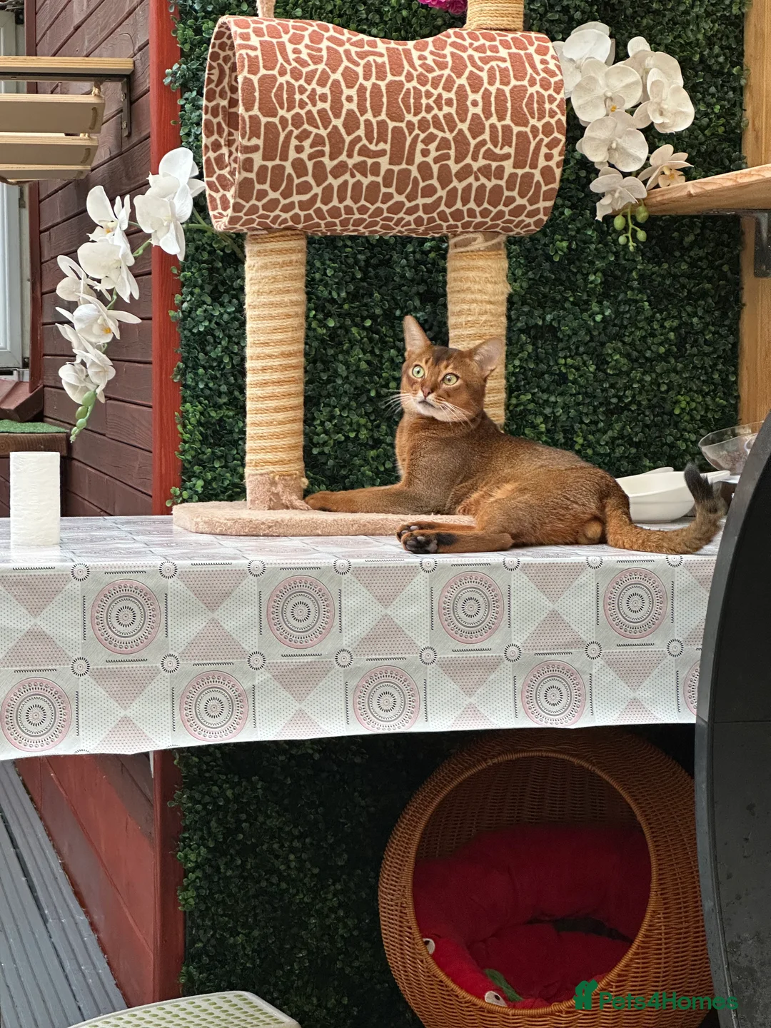 Abyssinian cats for stud: Champion line Aby boy for stud in Romford - Advert 1