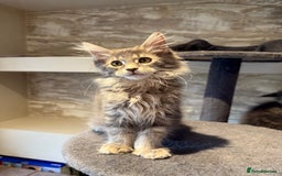 Maine Coon cats for sale: XL Russian Cubs 🇷🇺 ❤️ - Advert 16