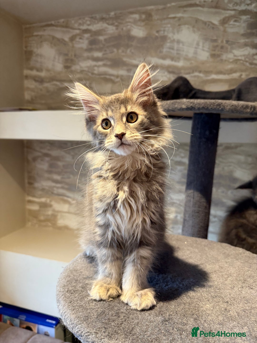 Maine Coon cats for sale: XL Russian Cubs 🇷🇺 ❤️ - Advert 16