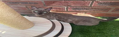 Bengal 2