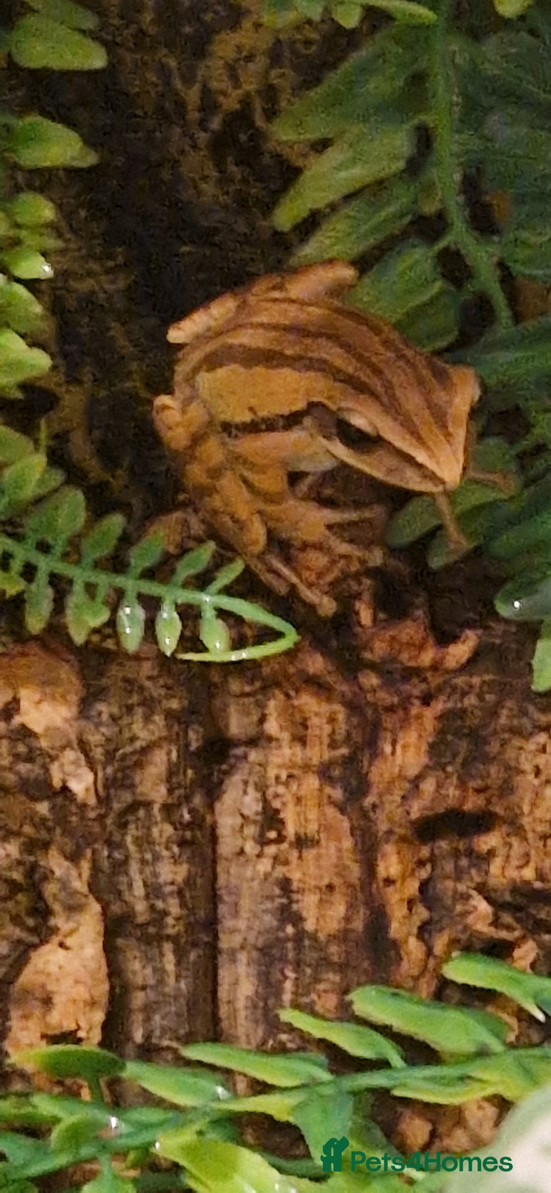 Frog reptiles for sale: 3 golden tree frogs  - Advert 2