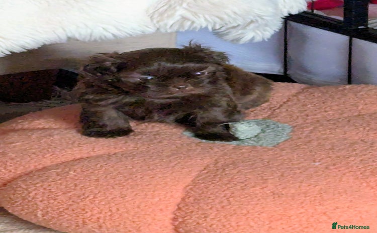 Shih Tzu dogs - Advert 3