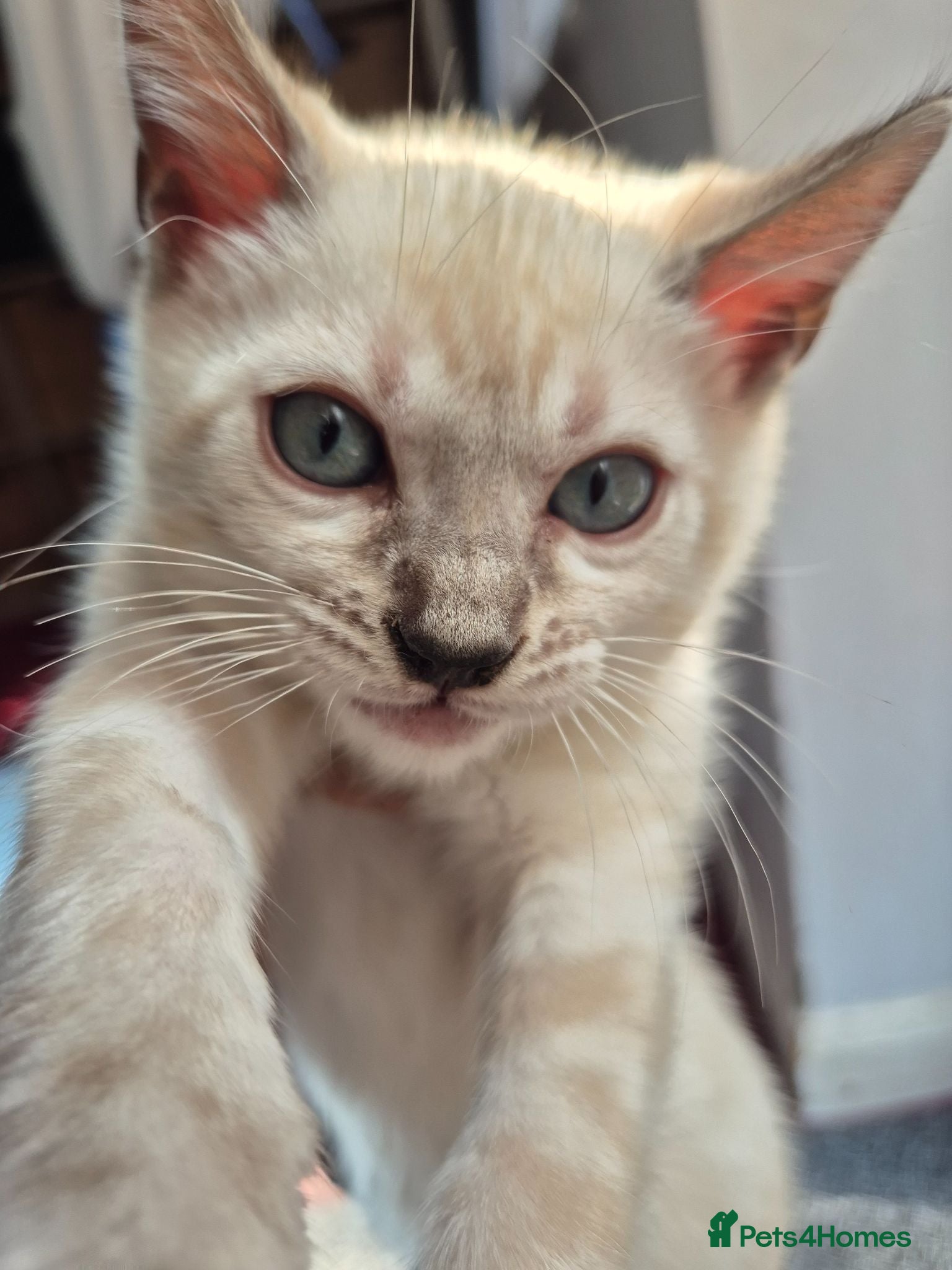 Mixed Breed cats Beautiful Blue Eyed Bengal kittens  - Advert 2