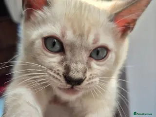 Mixed Breed cats Beautiful Blue Eyed Bengal kittens - Advert 2