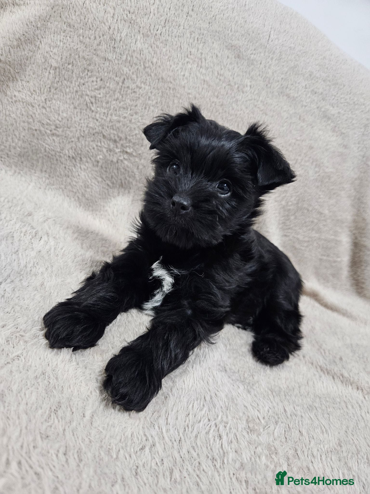 Yorkshire Terrier dogs Yorkshire terrier puppies - Advert 2
