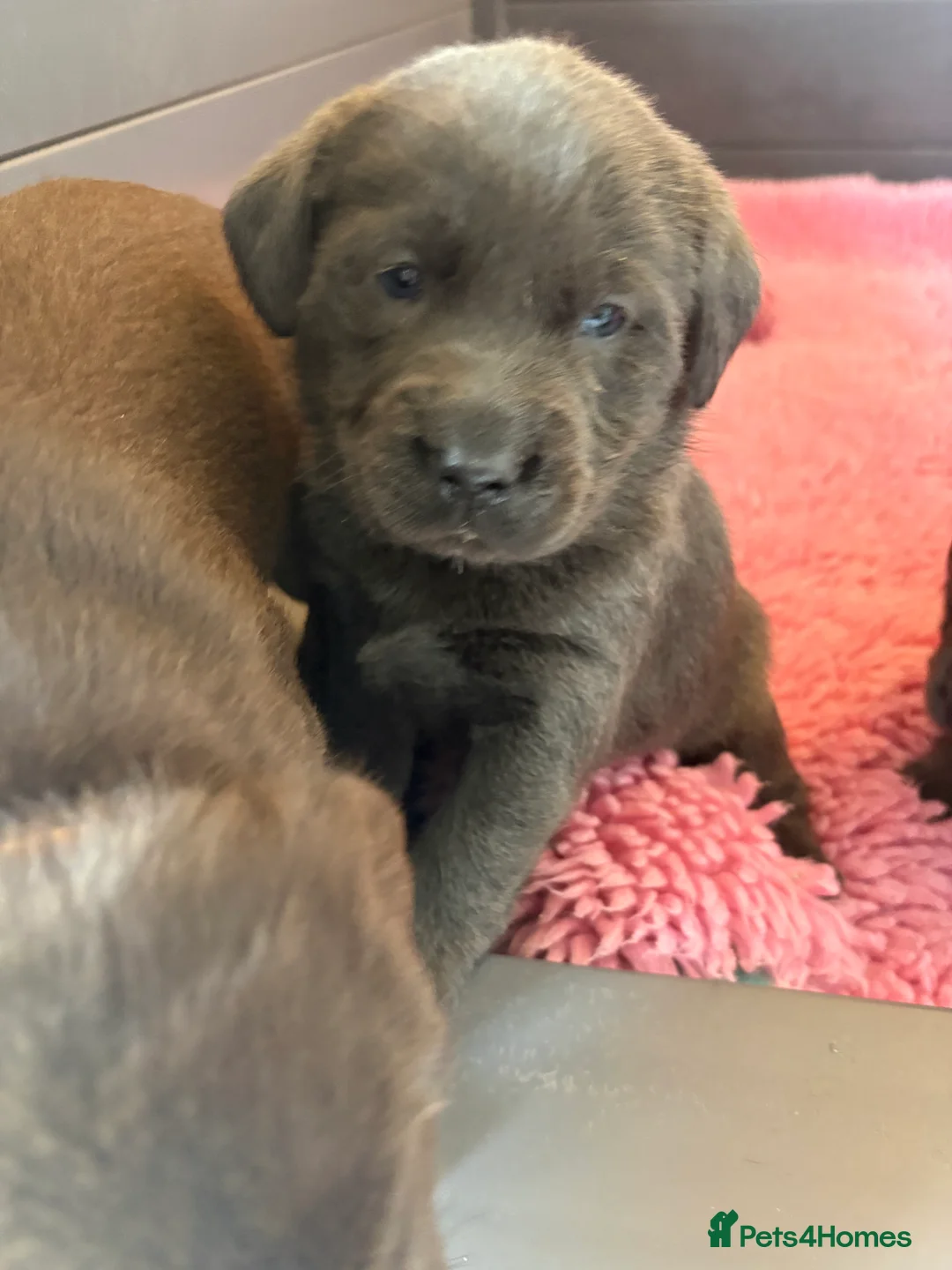 Labrador Retriever dogs for sale: Gorgeous KC, Charcoal, Chocolate and Black Labs - Advert 14