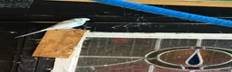 Budgerigars birds for sale: 14 x budgies for sale mixed sexes (£30 each bird)  - Advert 4