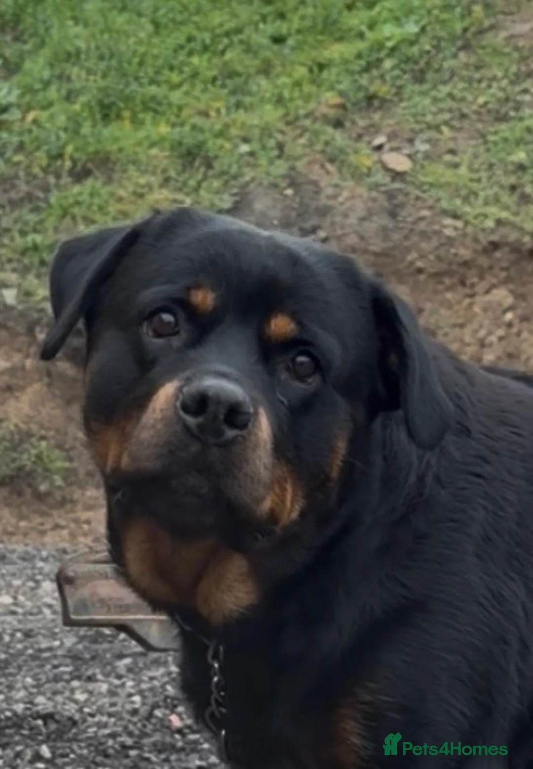 Rottweiler dogs for sale: READY NOW 2 female Rottweiler puppies - Advert 35