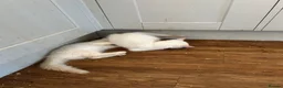 Ragdoll cats for sale: Ragdoll cross boys  - Advert 5