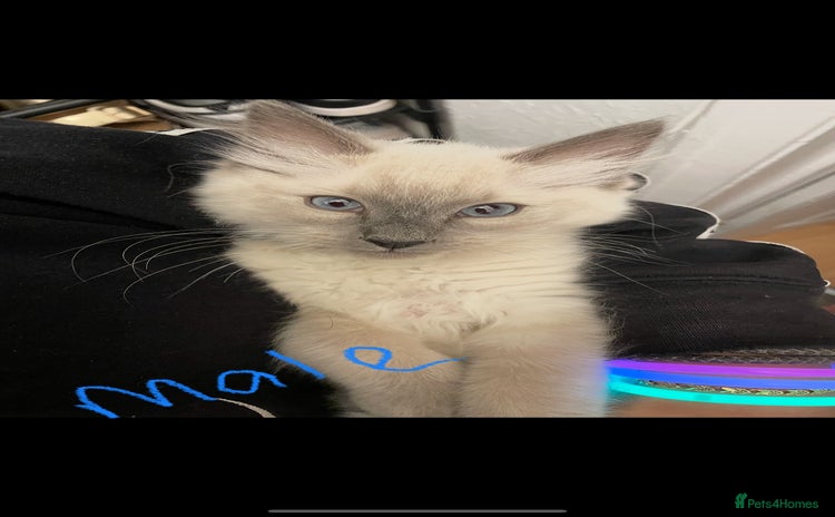 Ragdoll cats - Advert 7