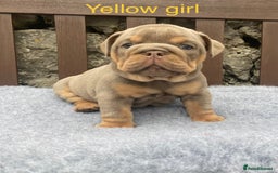 English Bulldog dogs for sale: Beautiful KC lilac & tan English bulldog puppies - Image 27