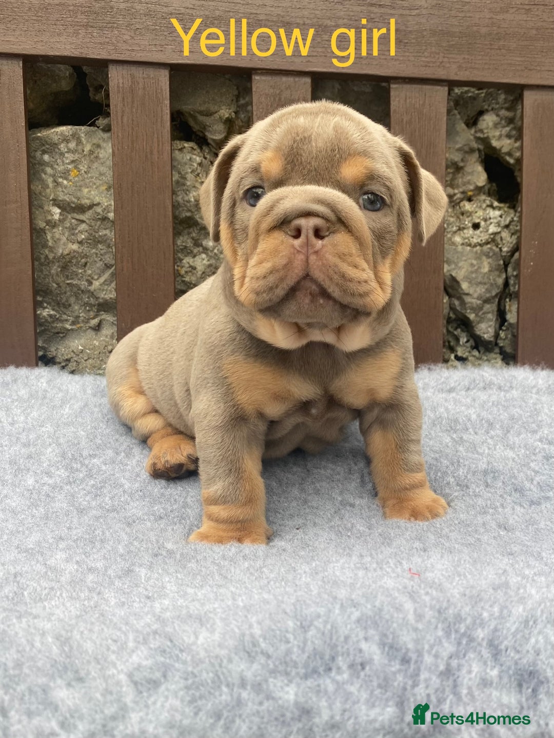 English Bulldog dogs for sale: Beautiful KC lilac & tan English bulldog puppies - Image 27