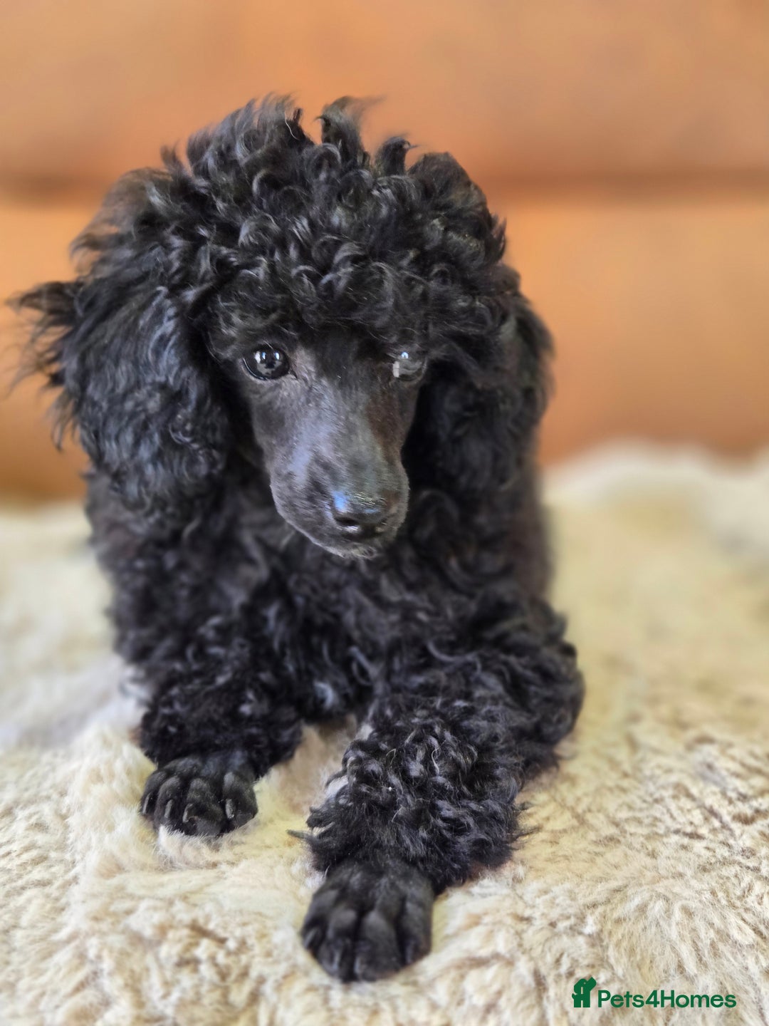 Toy Poodle dogs for sale: Stunning tiny Black girl Toy Poodle - Image 1