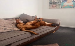 Mixed Breed dogs for sale: Dogue De Bordeaux  - Image 4