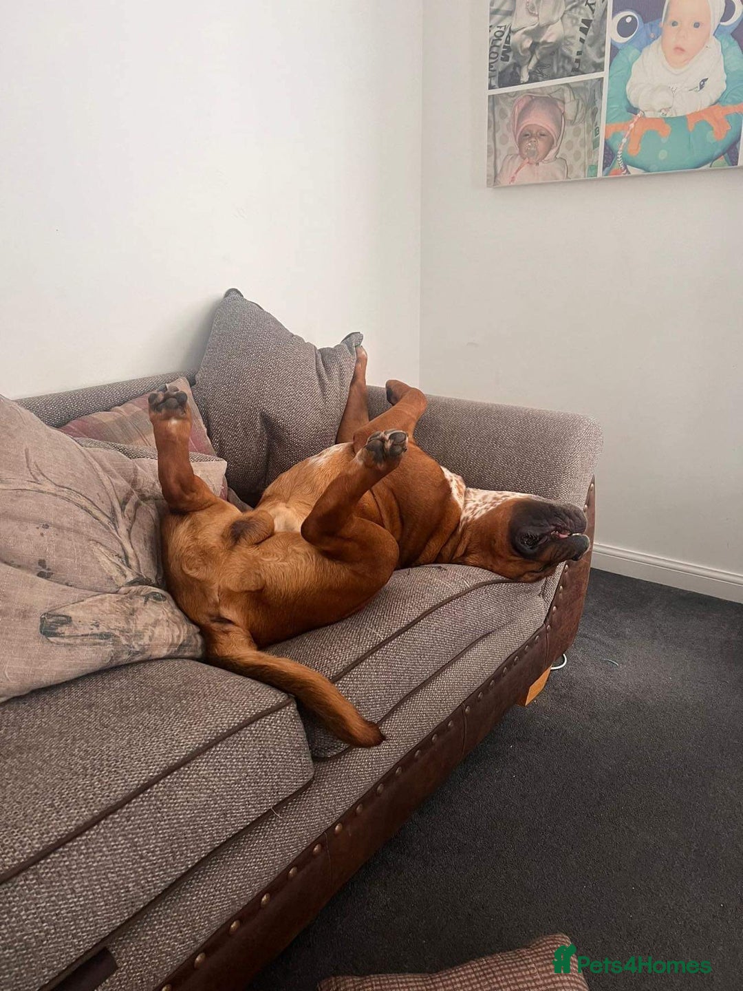 Mixed Breed dogs for sale: Dogue De Bordeaux  - Image 4