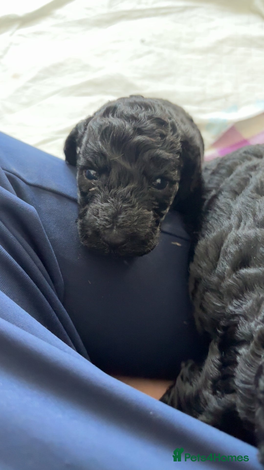 Cockapoo dogs for sale: F2 cockapoo puppies  - Image 9