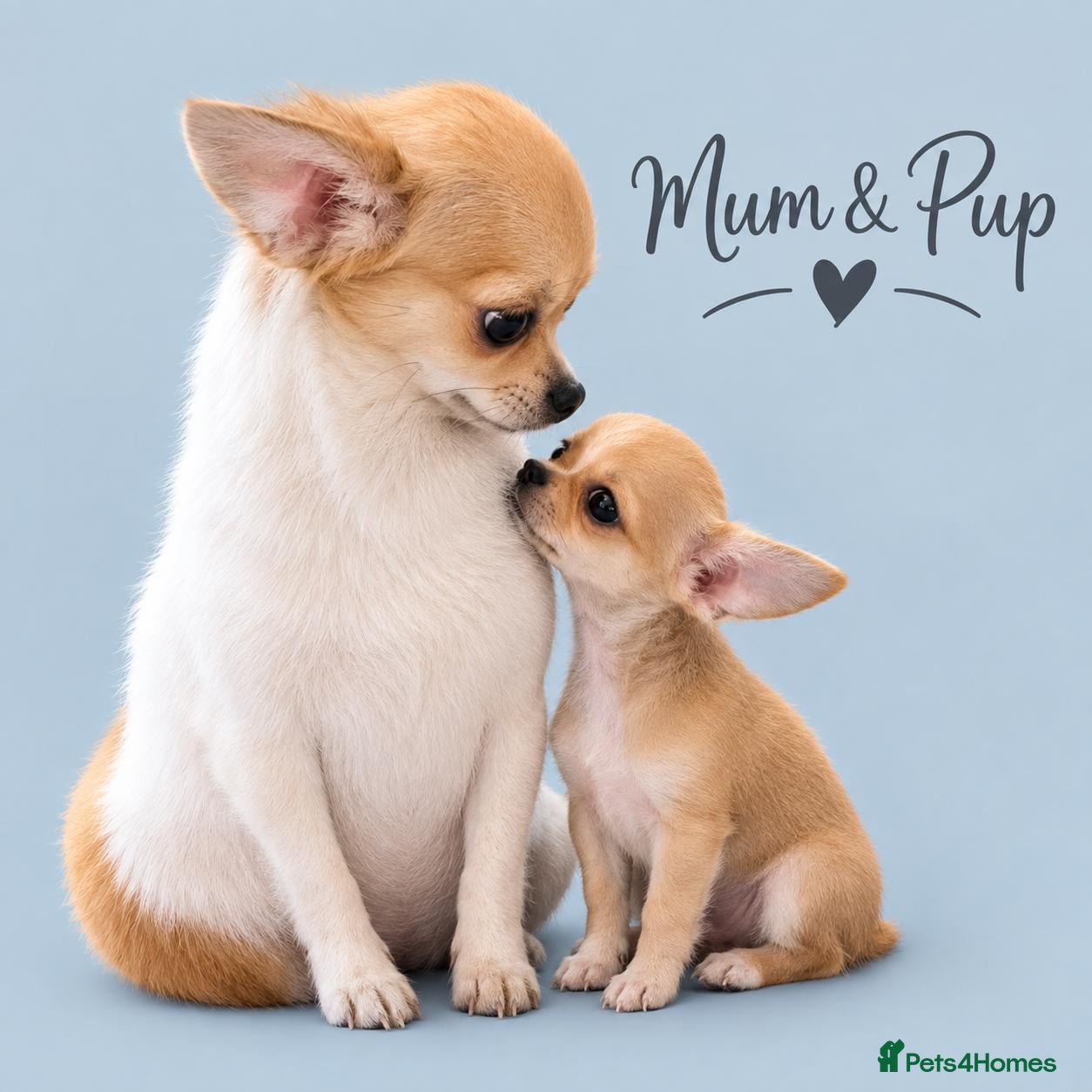 Chihuahua dogs Chihuahua - Advert 4