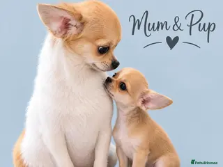 Chihuahua dogs Chihuahua - Advert 4