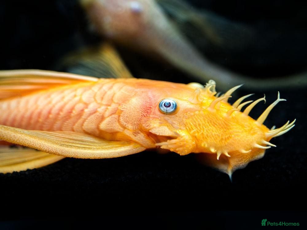 Catfish fish L144 blue eyed lemon bristlenose catfish - Advert 2