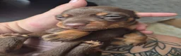 Miniature Dachshund dogs for sale: Miniature dashaund for sale  in Telford - Advert 18