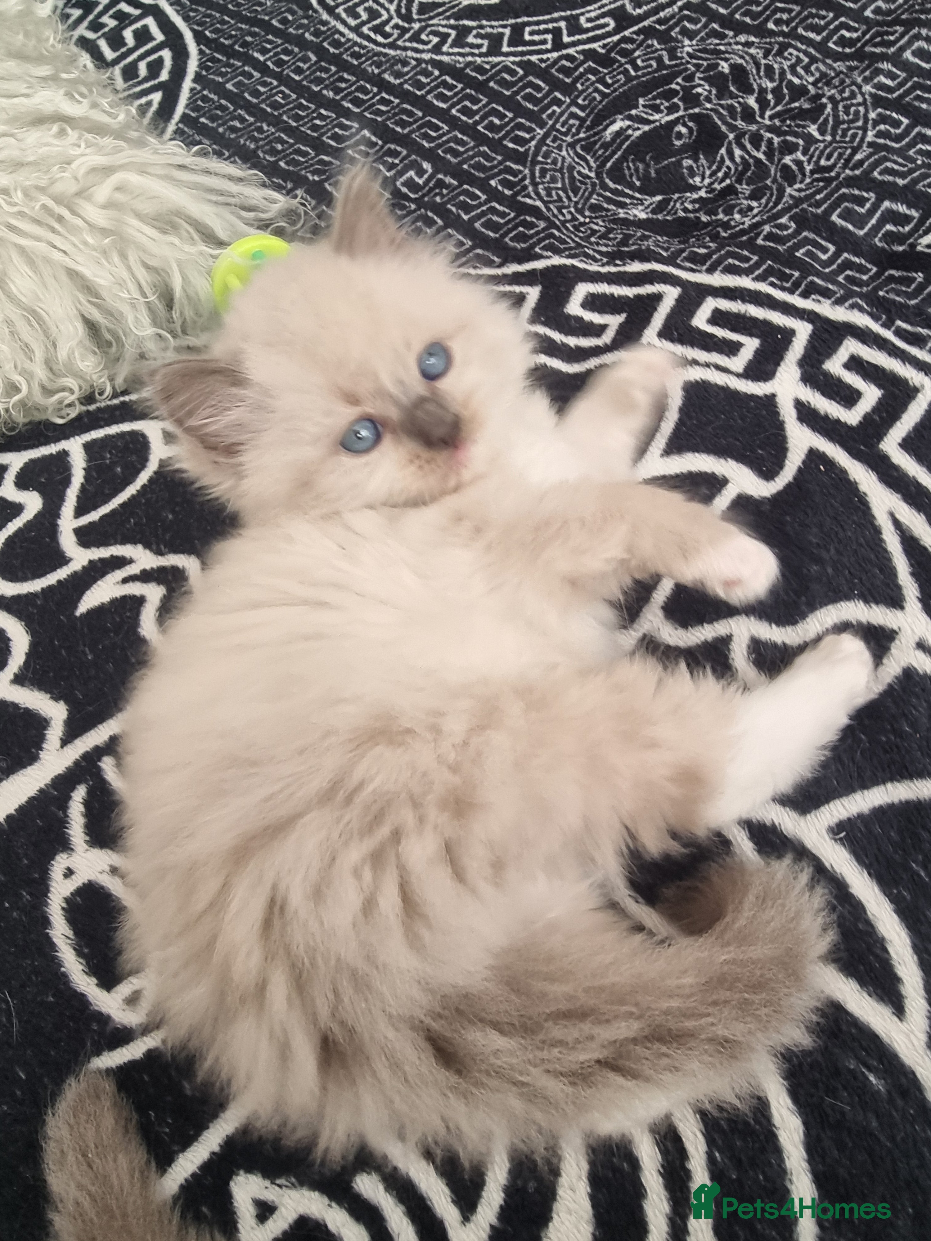 Ragdoll cats for sale: Ragdoll  - Advert 27