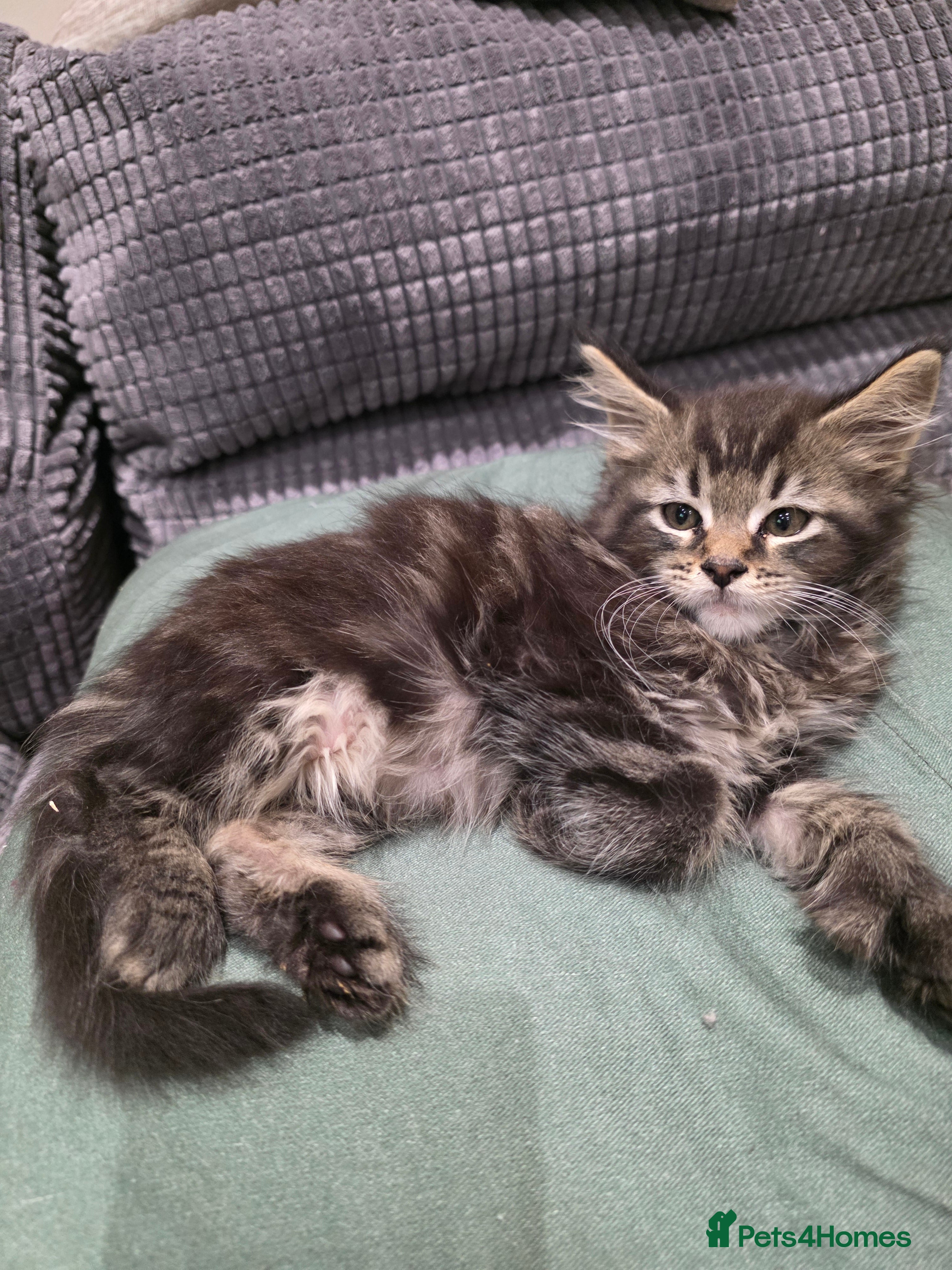 Maine Coon cats 1 Male Beautiful Maine Coon kittens Ready Now - Advert 9