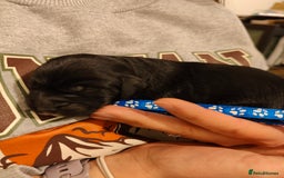 Sprocker dogs for sale: Sprocker Spaniel Puppies - Image 6