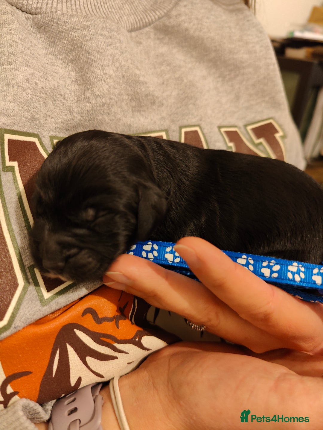 Sprocker dogs for sale: Sprocker Spaniel Puppies - Image 6