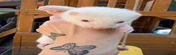 Ferret rodents for sale: 3 male ferret kits  in Rotherham - Advert 4