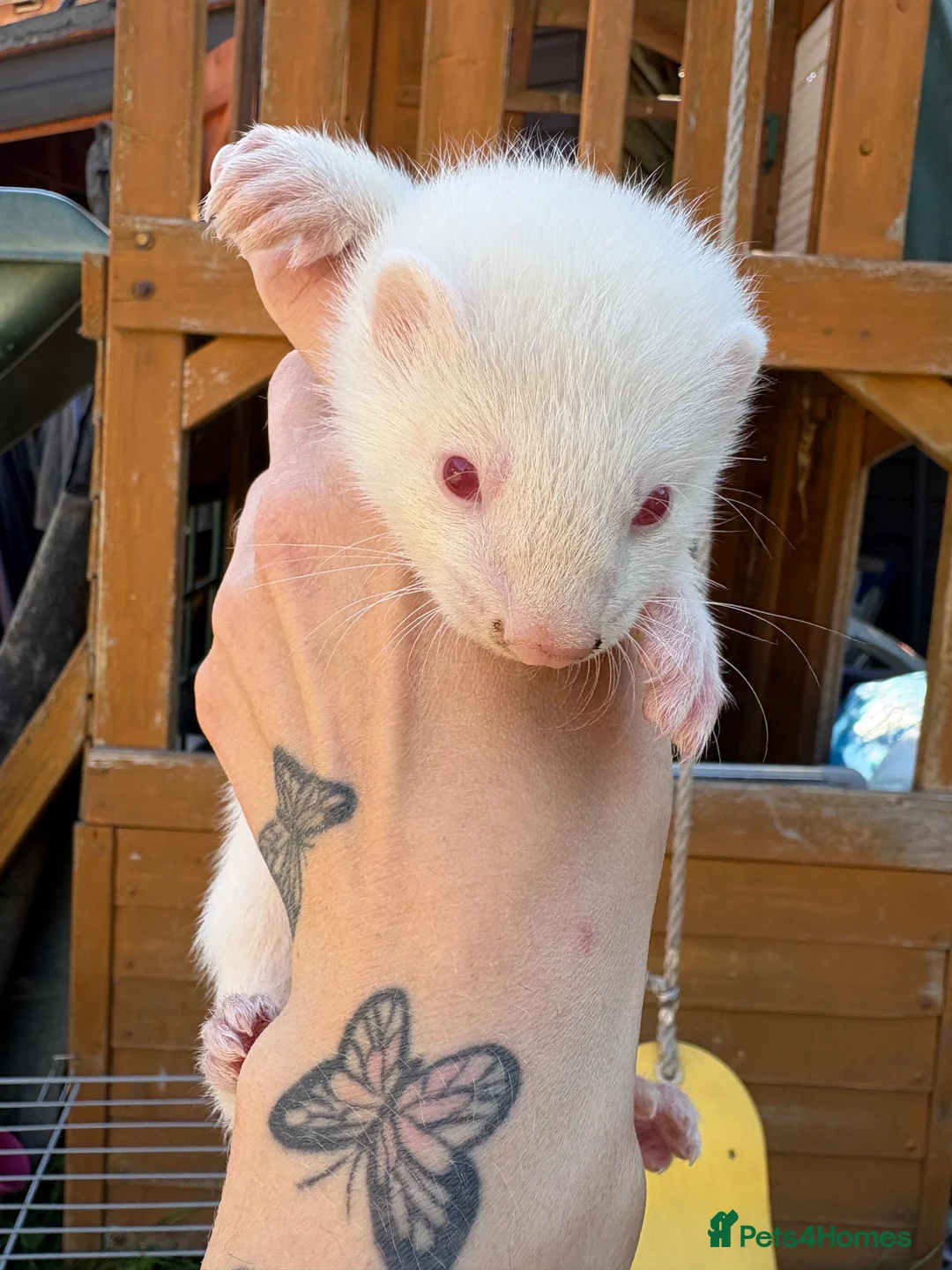 Ferret rodents for sale: 3 male ferret kits  in Rotherham - Advert 4