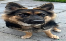 German Shepherd dogs for sale: Beautiful girl - Image 3