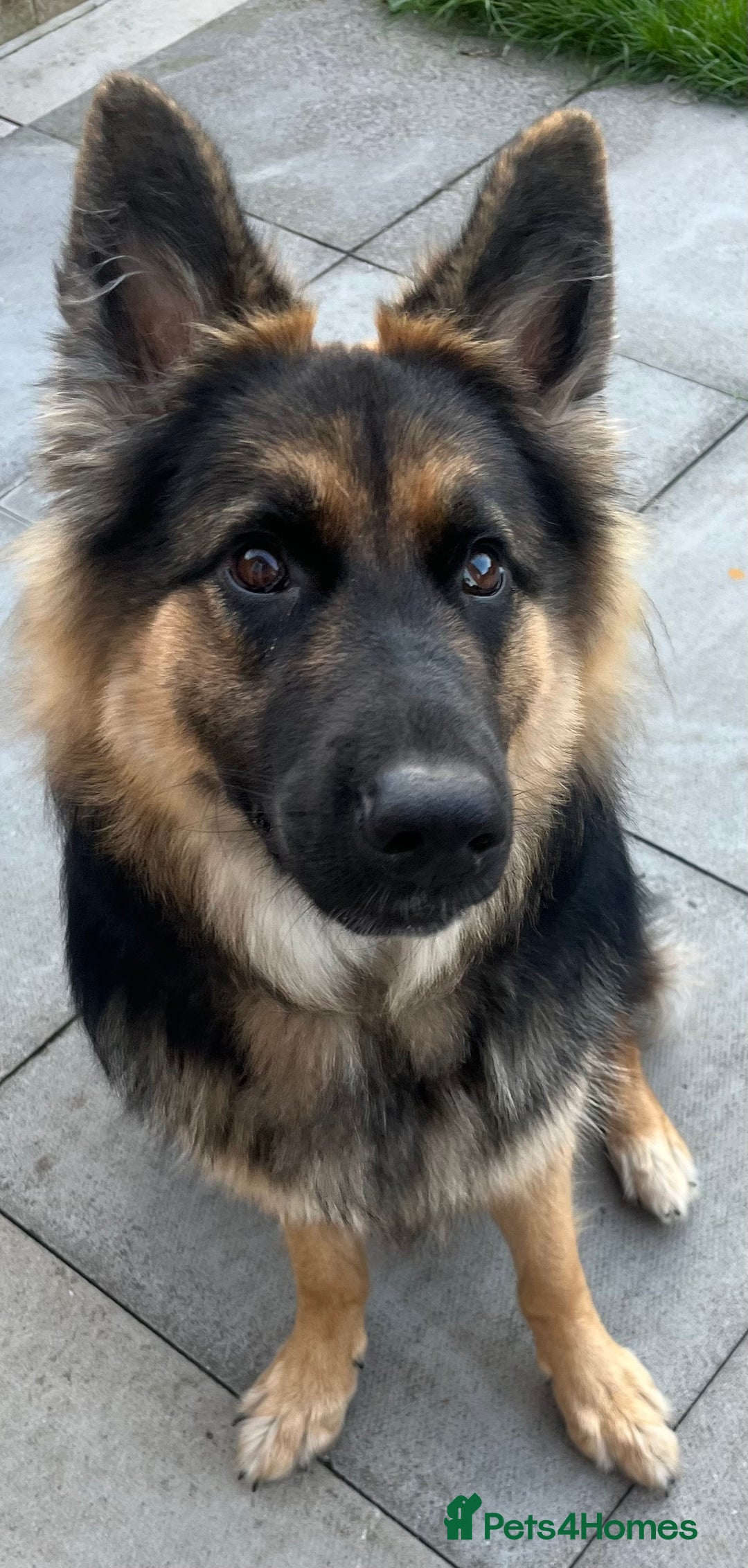 German Shepherd dogs for sale: Beautiful girl - Image 3