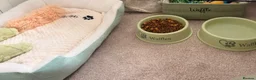 American Shorthair cats for sale: Short hair ginger cat - Advert 4