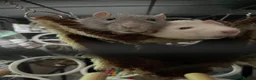 Rat rodents for sale: Male rats for rehome  - Advert 8