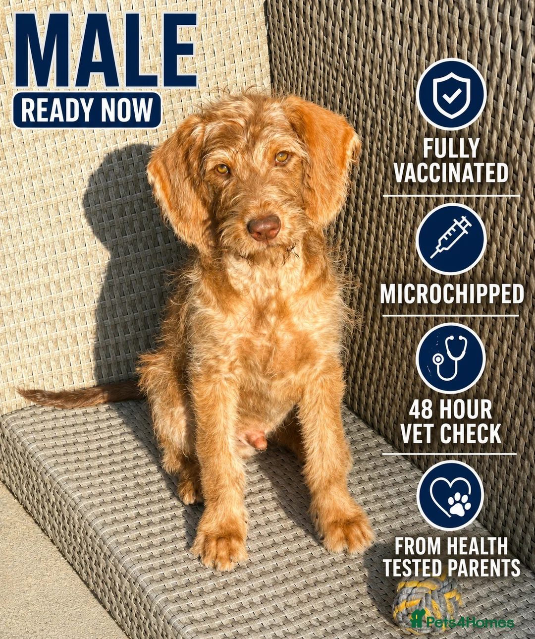Australian Labradoodle dogs for sale: Australian labradoodle last boy reduced ready now  - Advert 1