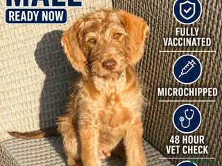 Australian Labradoodle dogs Australian labradoodle last boy reduced ready now - Advert 6