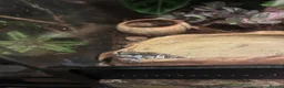 Frog reptiles for sale: 2 amazon milk frogs for sale - Advert 3