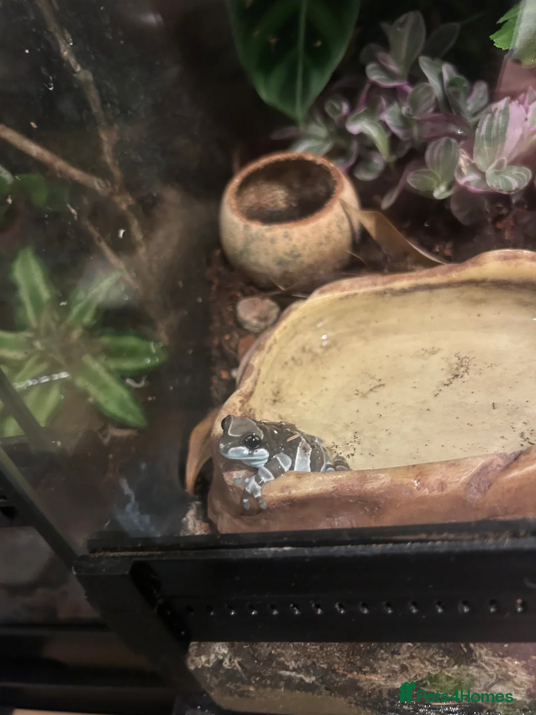 Frog reptiles for sale: 2 amazon milk frogs for sale - Advert 3