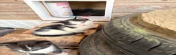 Mixed Breed cats for sale: Rescue Cat and her 3 adorable kittens need homes. - Advert 11