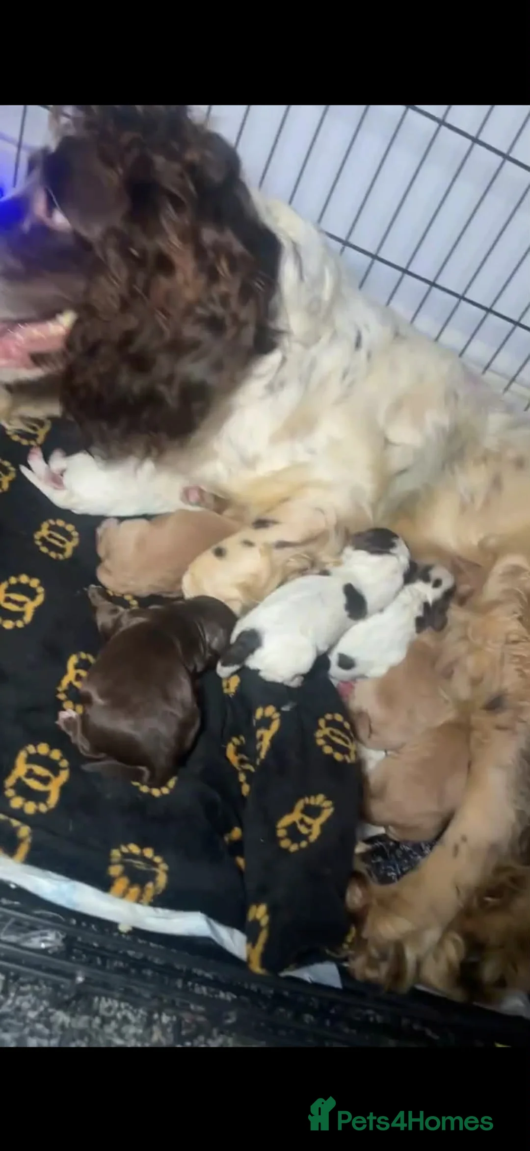 Sprocker dogs for sale: stunning sprocker spaniels!!! - Advert 1