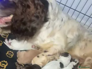 Sprocker dogs stunning sprocker spaniels!!! - Advert 3