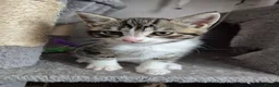 Domestic Shorthair cats for sale: Beautiful black and tabby babies  - Advert 6