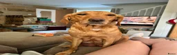 Labrador Retriever dogs for sale: KC Red Labrador Pups for sale - Advert 1