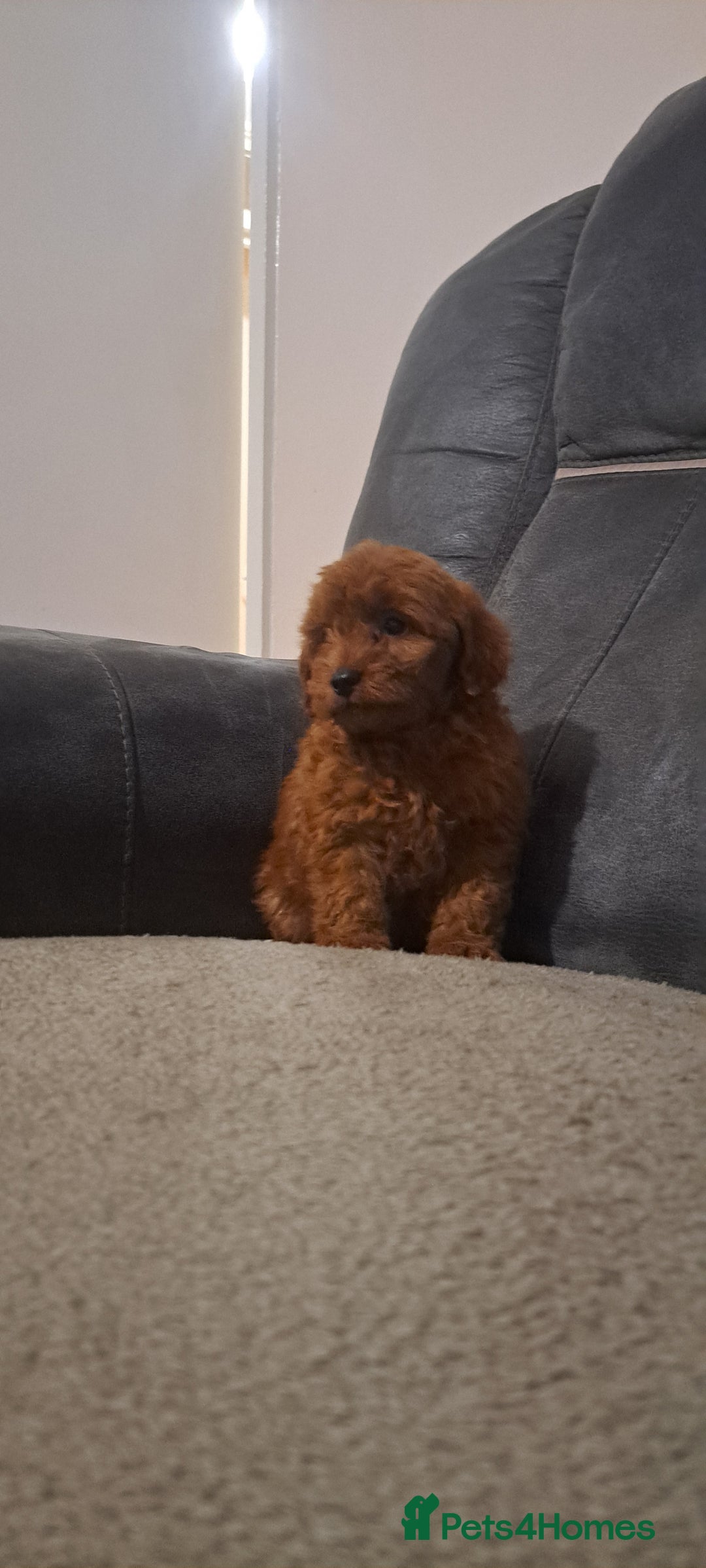 Toy Poodle dogs for sale: Toy poodle - Advert 11