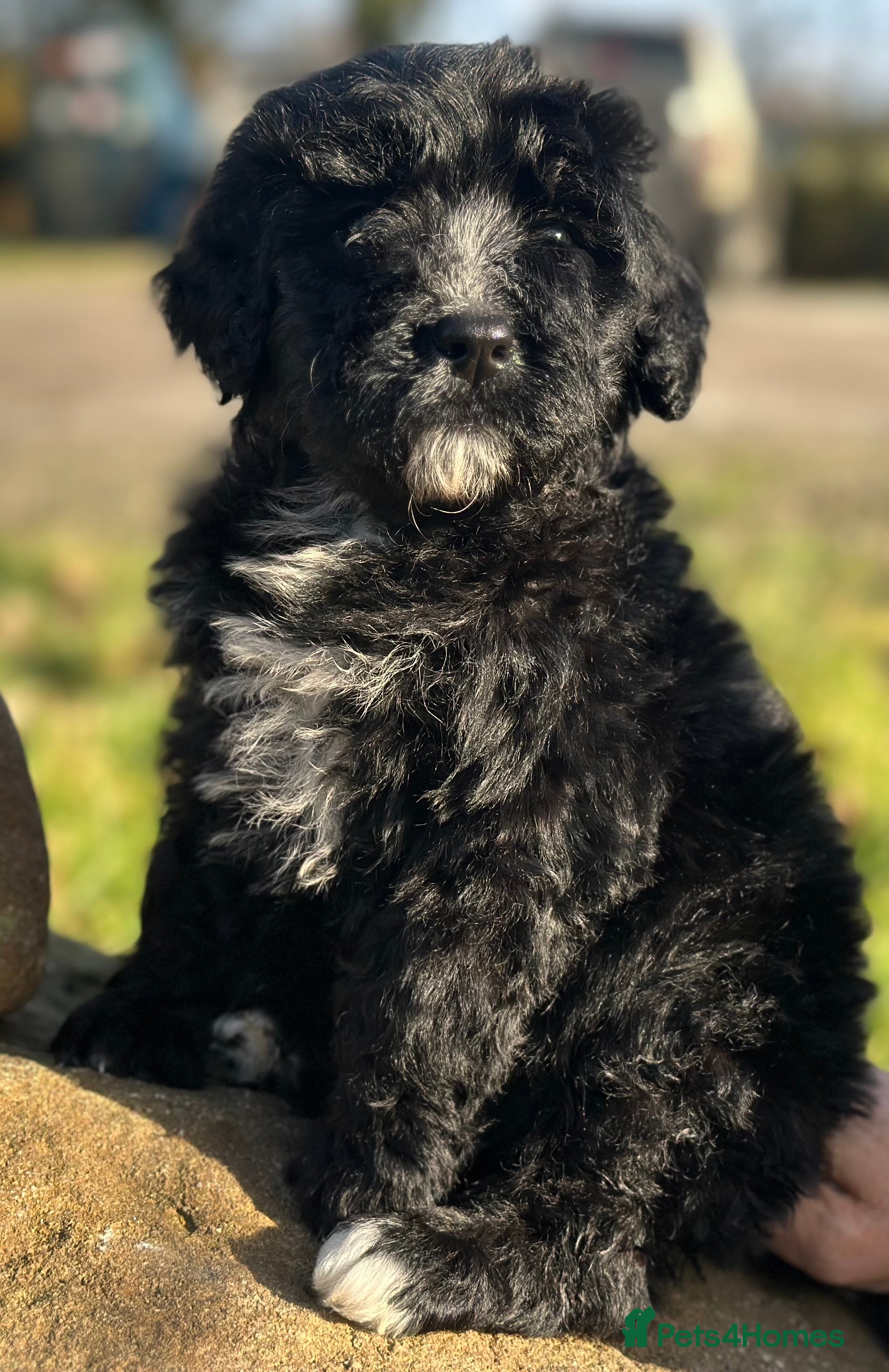 Bernedoodle dogs F1 STANDARD BERNADOODLE VACCINATED FULL VET CHECK - Advert 4