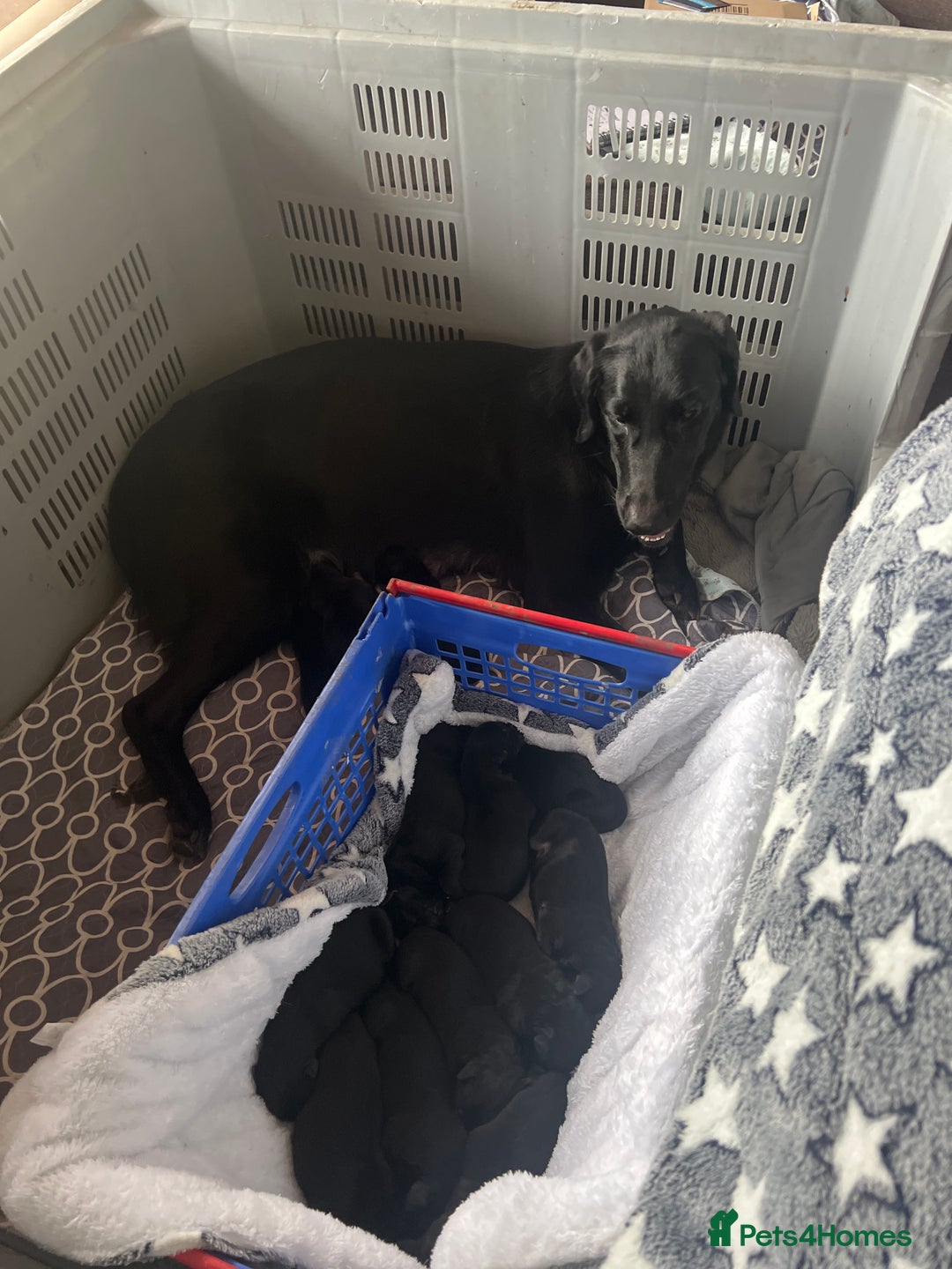 Mixed Breed dogs for sale: Stunning Black German Shepherd X puppies reposted  - Image 6
