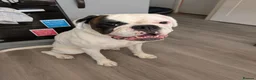 Boxer dogs for sale: Bonnie the boxer - Advert 1