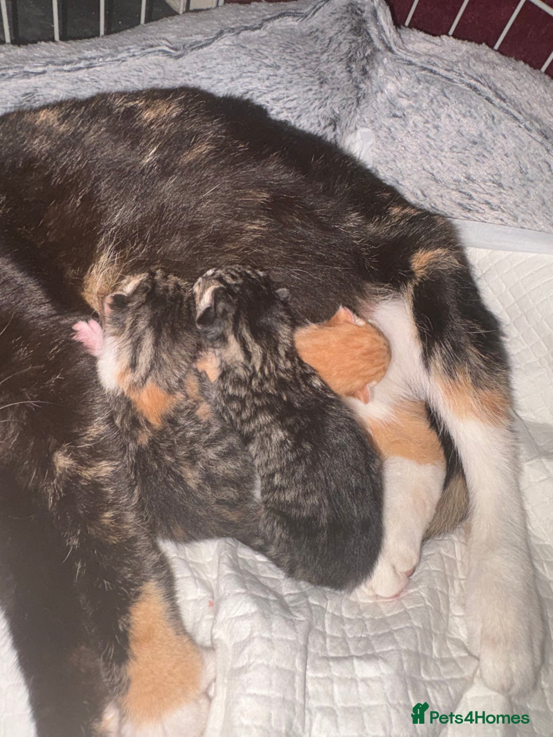 Mixed Breed cats for sale: Newborn kittens  - Advert 8