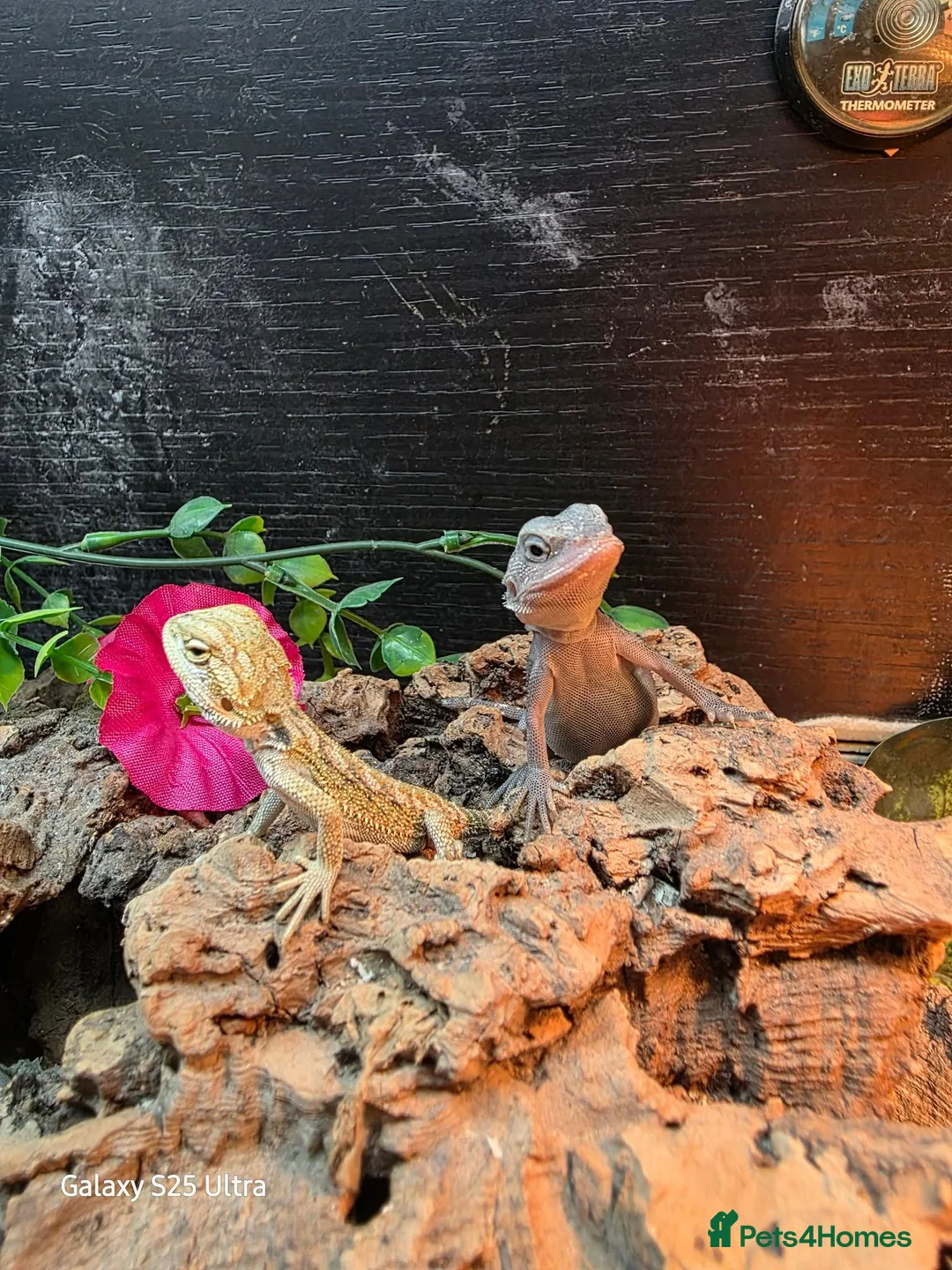 Bearded Dragon reptiles for sale: Zero Beardies het witblitz  - Advert 6