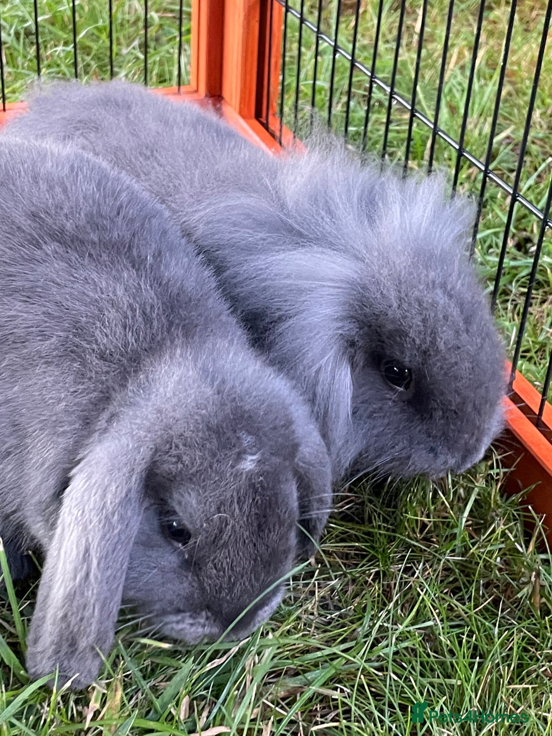 Mini Lop rabbits for sale: Male mini lop babies READY TO LEAVE  - Image 9